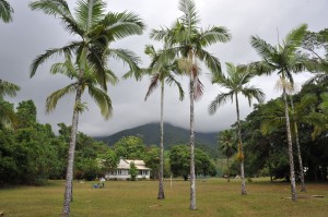 Cape Tribulation